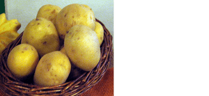Charlotte ist die beliebteste, meistverkaufte festkochende Kartoffelsorte der Schweiz.
Sie besticht für Kartoffelsalat, Gschwellti, Backprodukte
Die Knollen sind normale grösse und somit überall verwendbar.
Diese Kartoffeln sind infolge ihrer tiefgelben Farbe auch für das Auge ein Genuss.